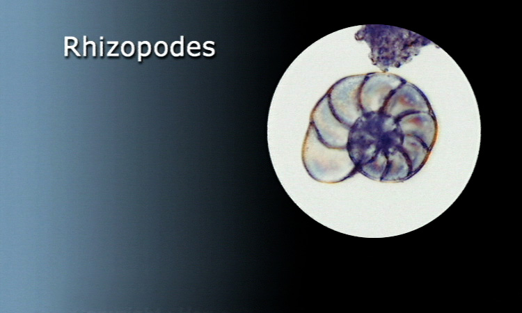 Les Protozoaires - Classification des Protozoaires - 1mn 28s